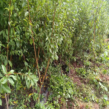 衡陽鳳凰李樹苗新價格_衡陽鳳凰李樹苗供應地