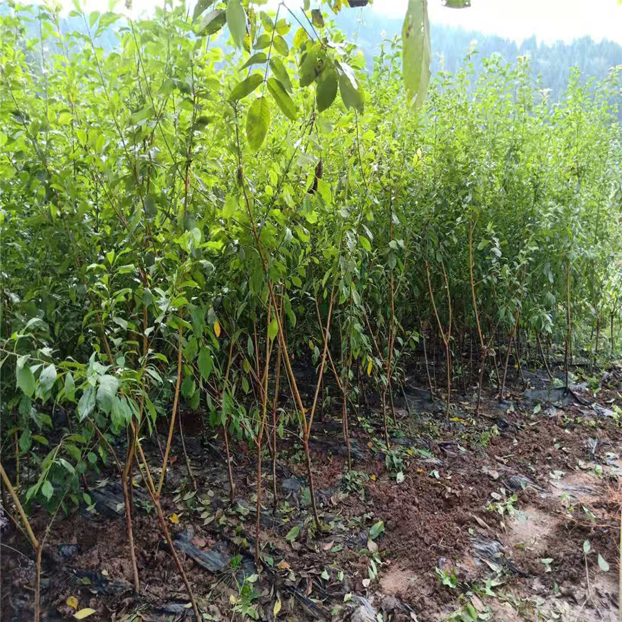 鳳凰李樹，早熟鳳凰李子苗，眉山鳳凰李子苗嫁接方法