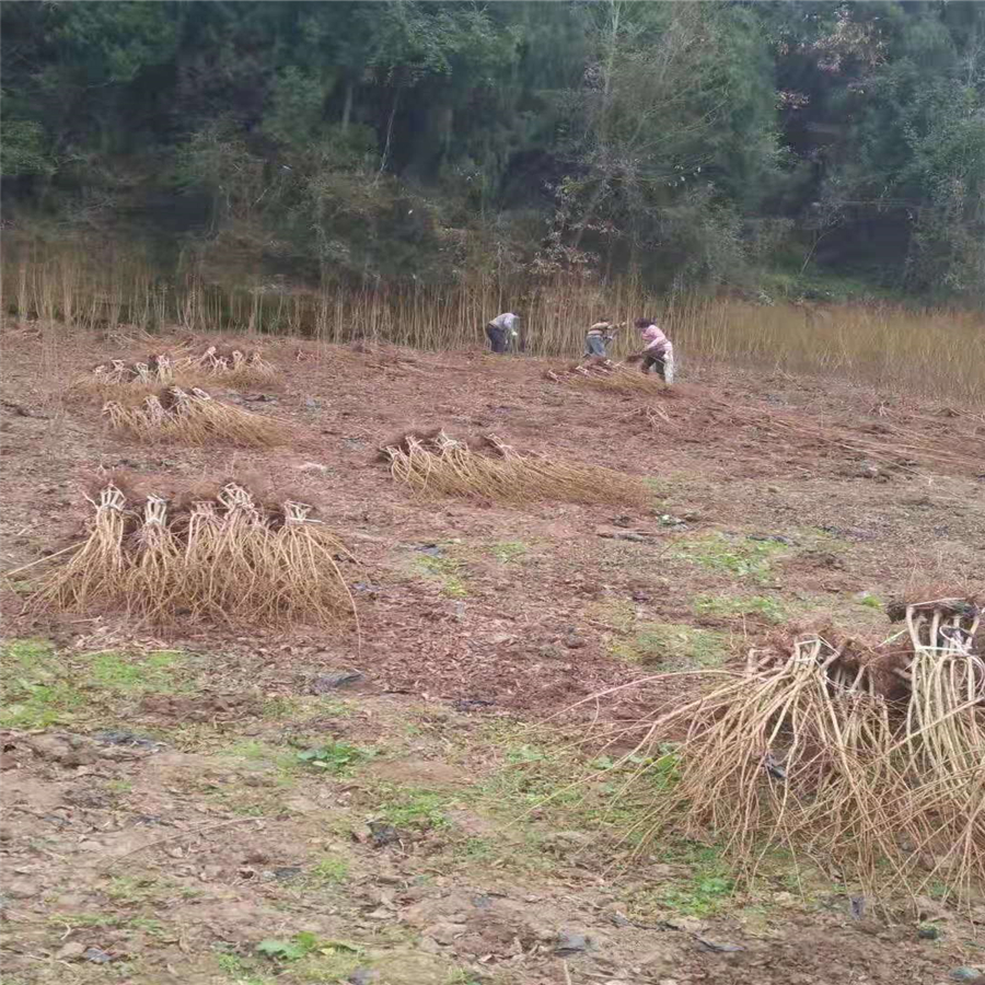 荣昌晚熟脆红李苗繁育基地。荣昌晚熟脆红李苗批发