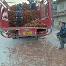 开县脆红李苗今年价格_开县脆红李苗批发基地图片