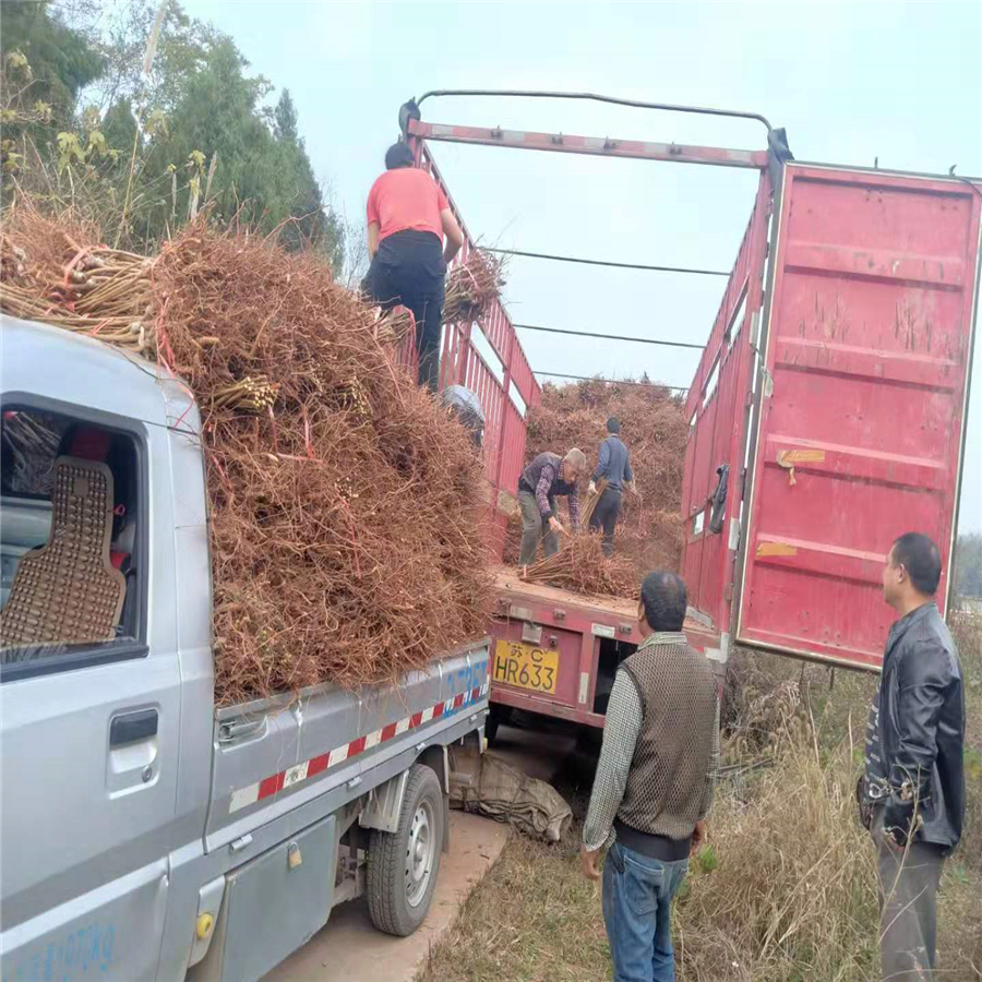 九龙坡脆红李苗繁育基地_九龙坡脆红李苗适合种植地区