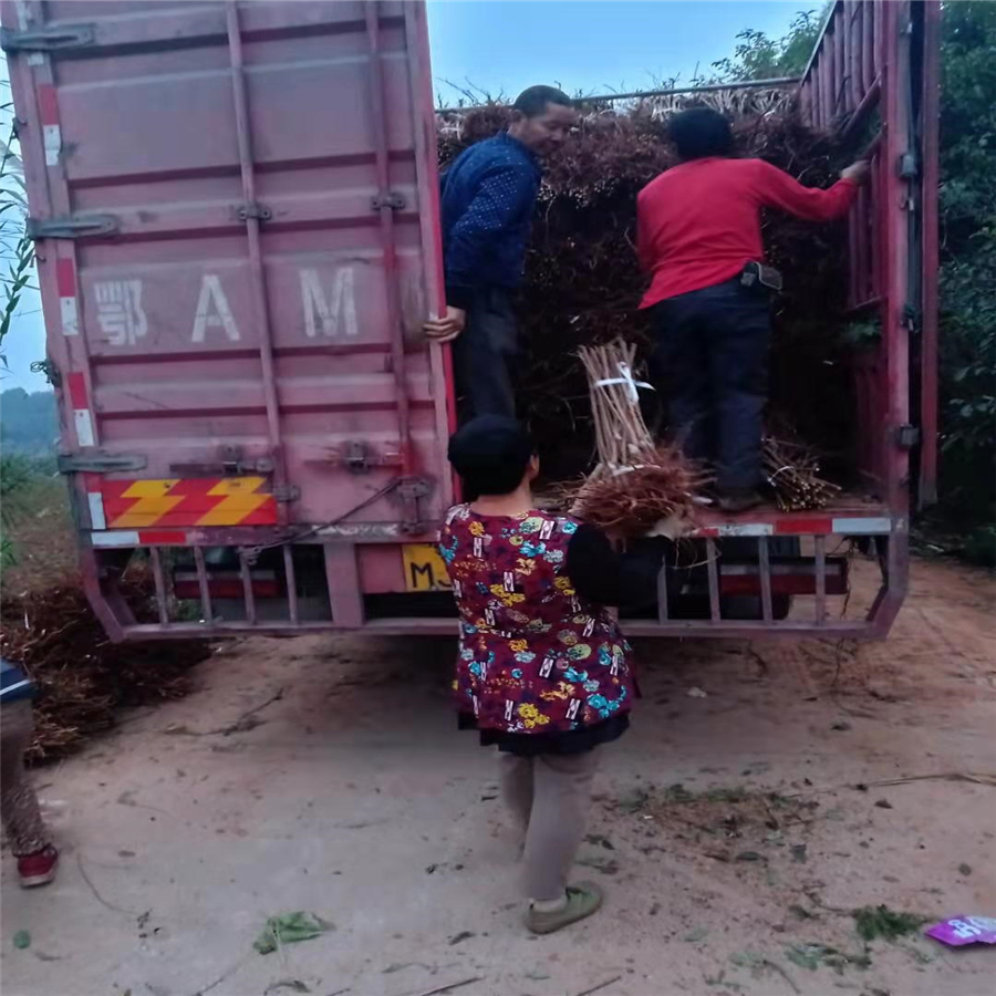 潜江脆红李树苗苗圃基地_潜江脆红李树苗栽种时间