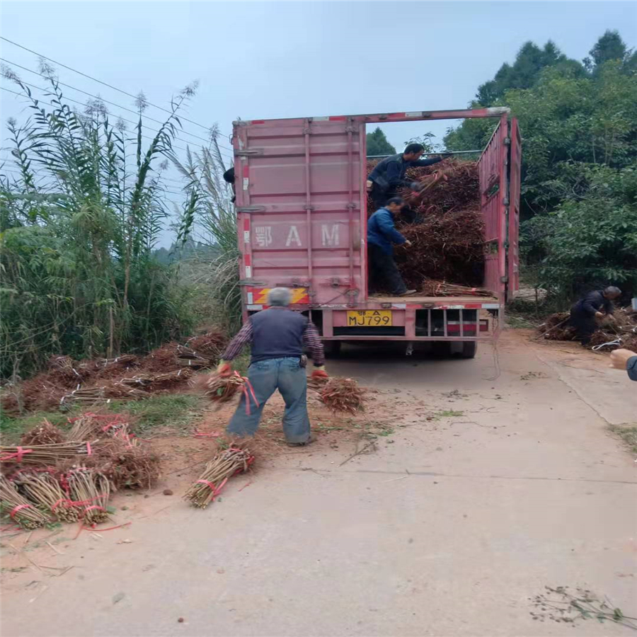 仙桃晚熟脆红李苗-销售晚熟脆红李苗经销商