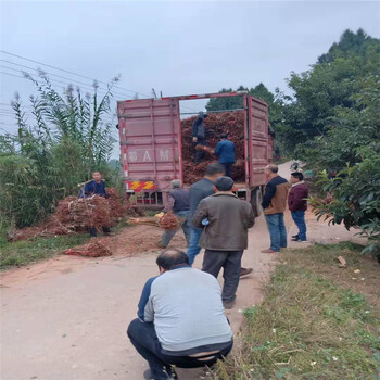 樂山晚熟脆紅李苗-3cm晚熟脆紅李苗品種介紹