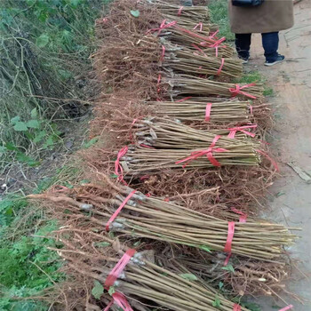 廣安晚熟脆紅李苗-一年晚熟脆紅李苗