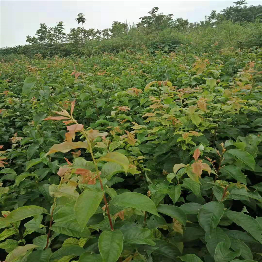 潜江脆红李树苗苗圃基地_潜江脆红李树苗栽种时间