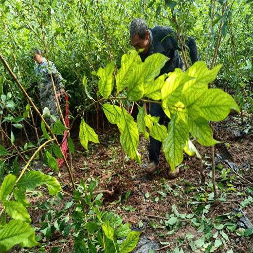 脆红李树，晚熟脆红李子苗，甘孜晚熟脆红李苗种植基地