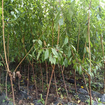 瀘州脆紅李苗-瀘州脆紅李苗產(chǎn)量穩(wěn)定