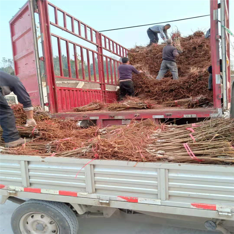 梧州五月脆李苗今年价格，梧州五月脆李苗产地