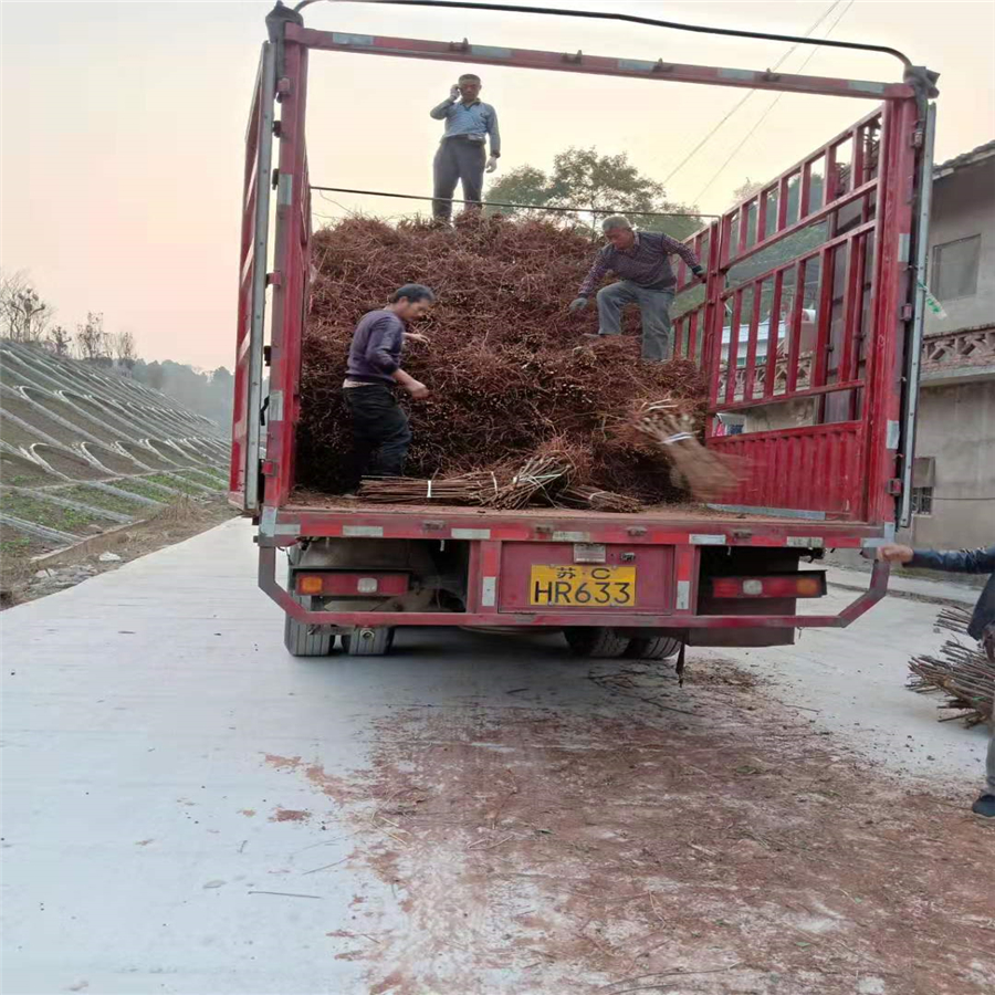 李子树，晚熟李子苗，巫山李子树苗报价