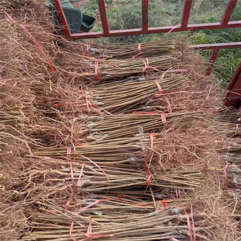 遵義李子苗種植技術(shù)_遵義李子苗品種