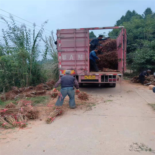 昆明李子树苗肥水管理_昆明李子树苗基地