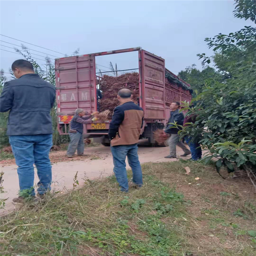 广西崇左李子树苗，李子苗苗圃基地