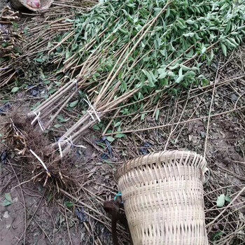 綿陽李子果樹苗-綿陽李子果樹苗直發(fā)