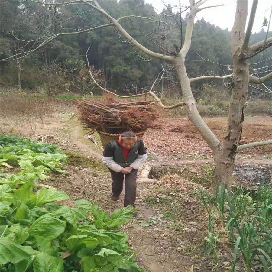 潼南晚熟李子苗经销商_潼南晚熟李子苗种植基地