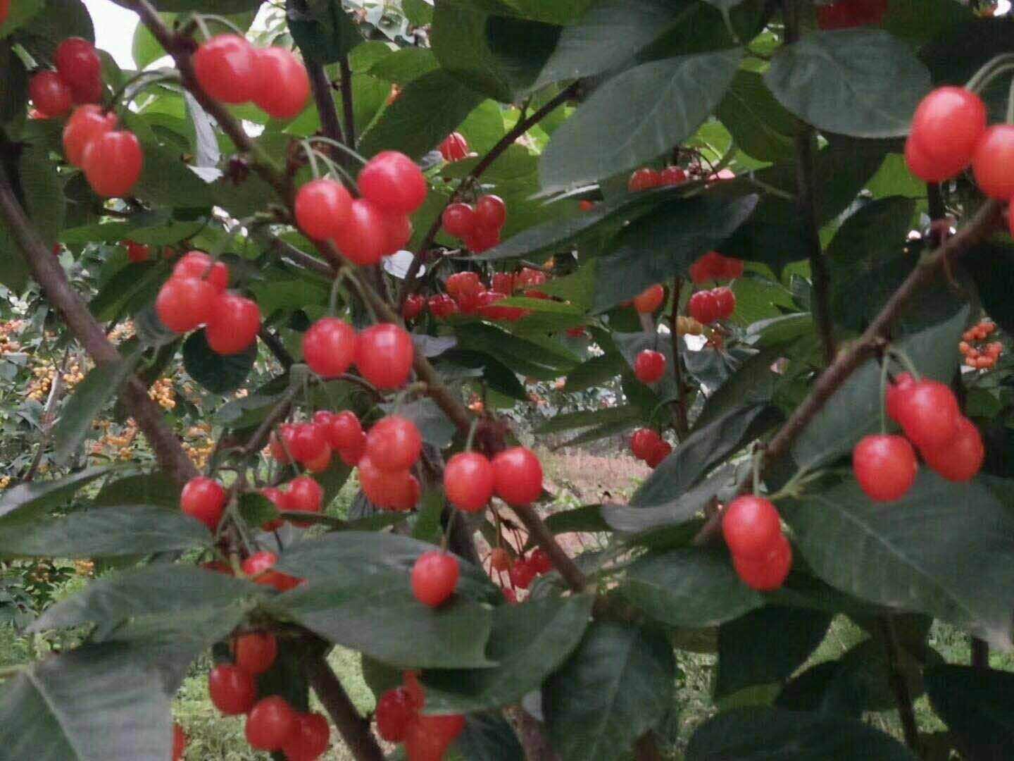 毕节车厘子树苗