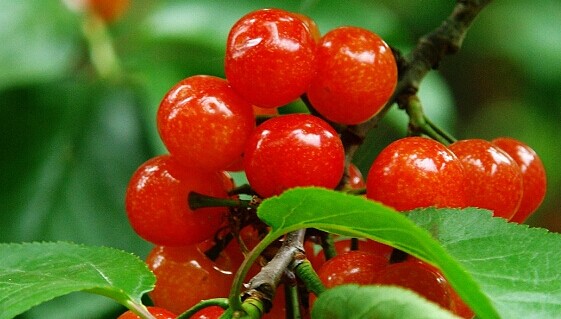 樂(lè)山車(chē)?yán)遄用纭?lè)山車(chē)?yán)遄用鐑r(jià)格行情