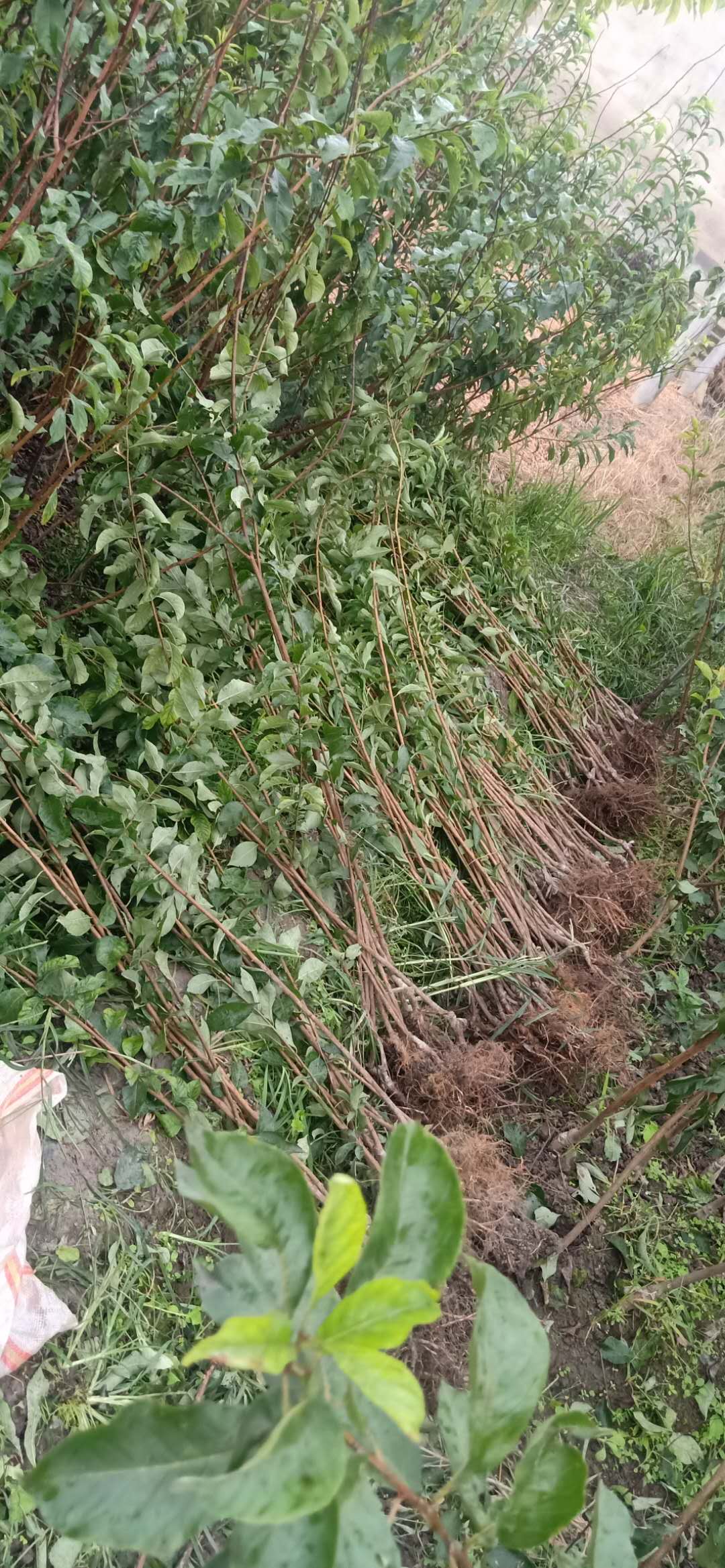 巴南特晚熟青脆李苗批发市场，巴南特晚熟青脆李苗种植基地