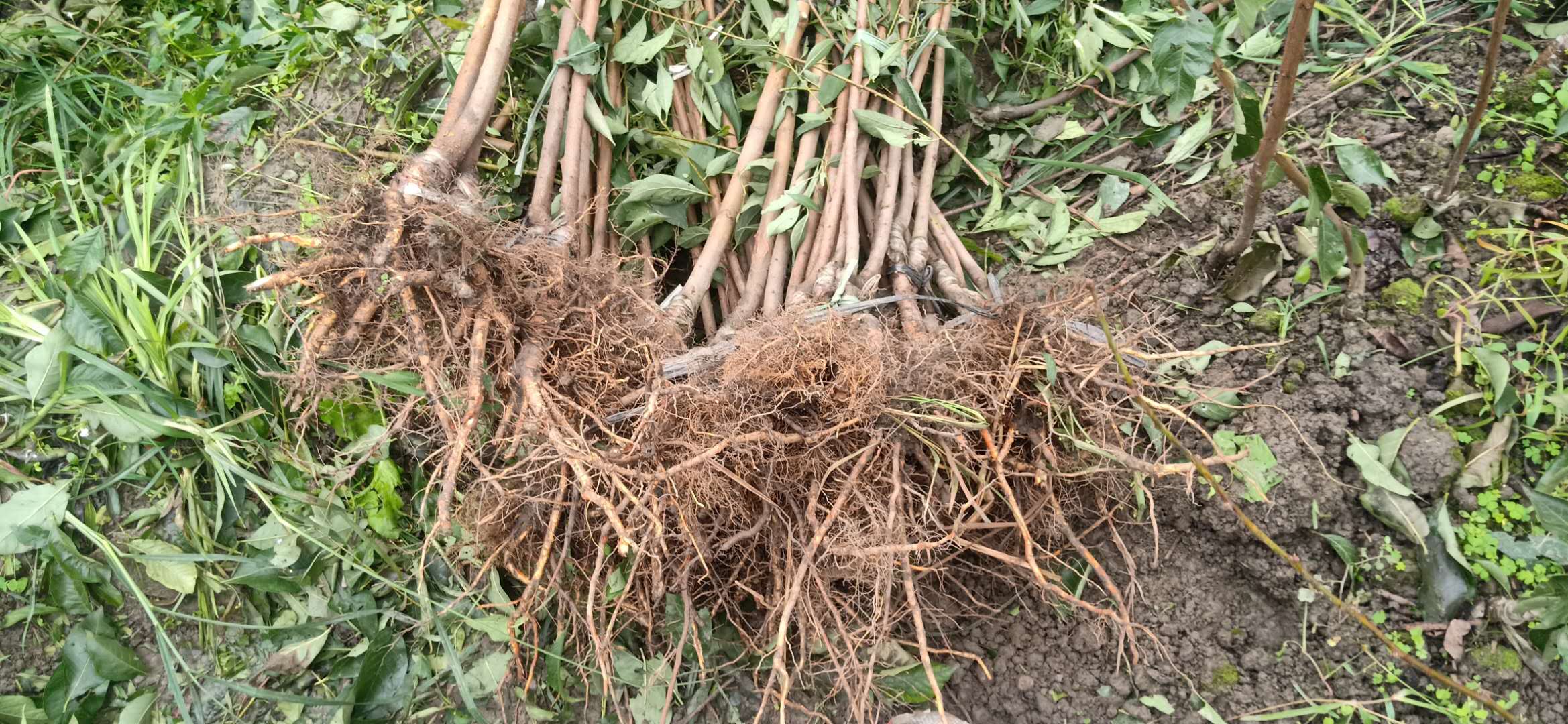 渝北青脆李子樹苗果實(shí)大肉厚，渝北青脆李子樹苗肥水管理