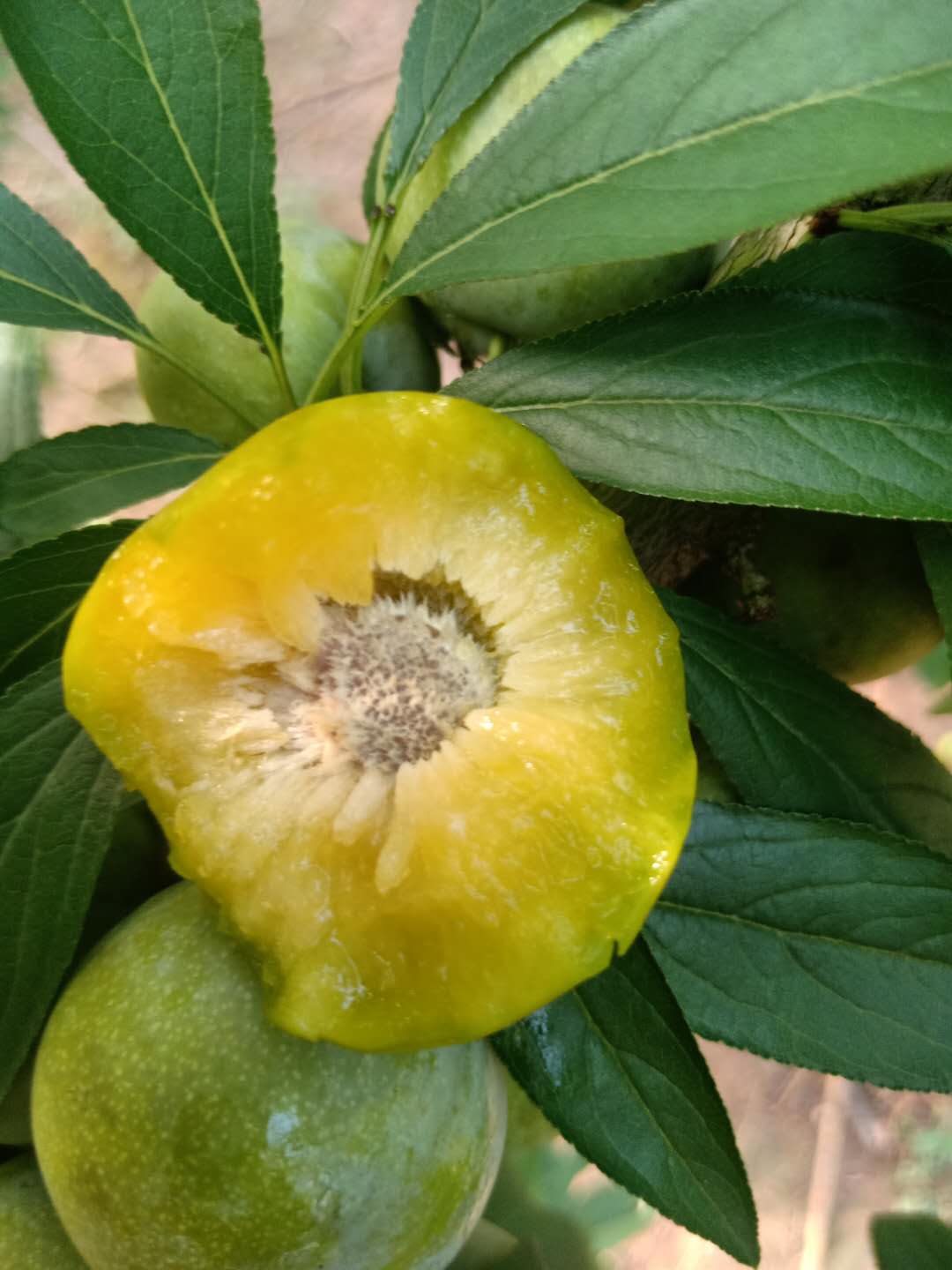 江蘇青脆李子苗，江蘇青脆李子苗種植技術(shù)
