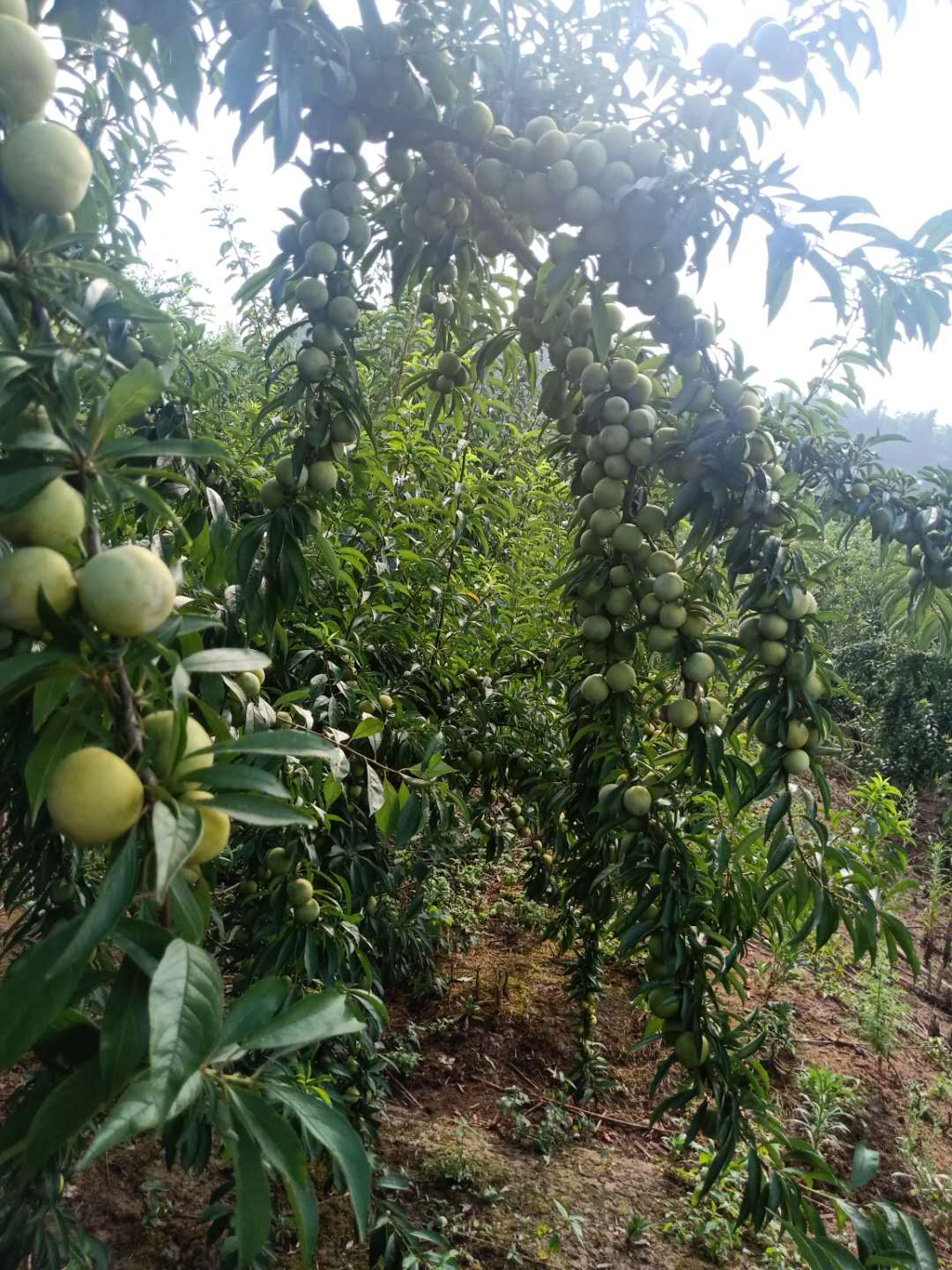 岳阳晚熟青脆李苗提高坐果率，岳阳晚熟青脆李苗合理修剪