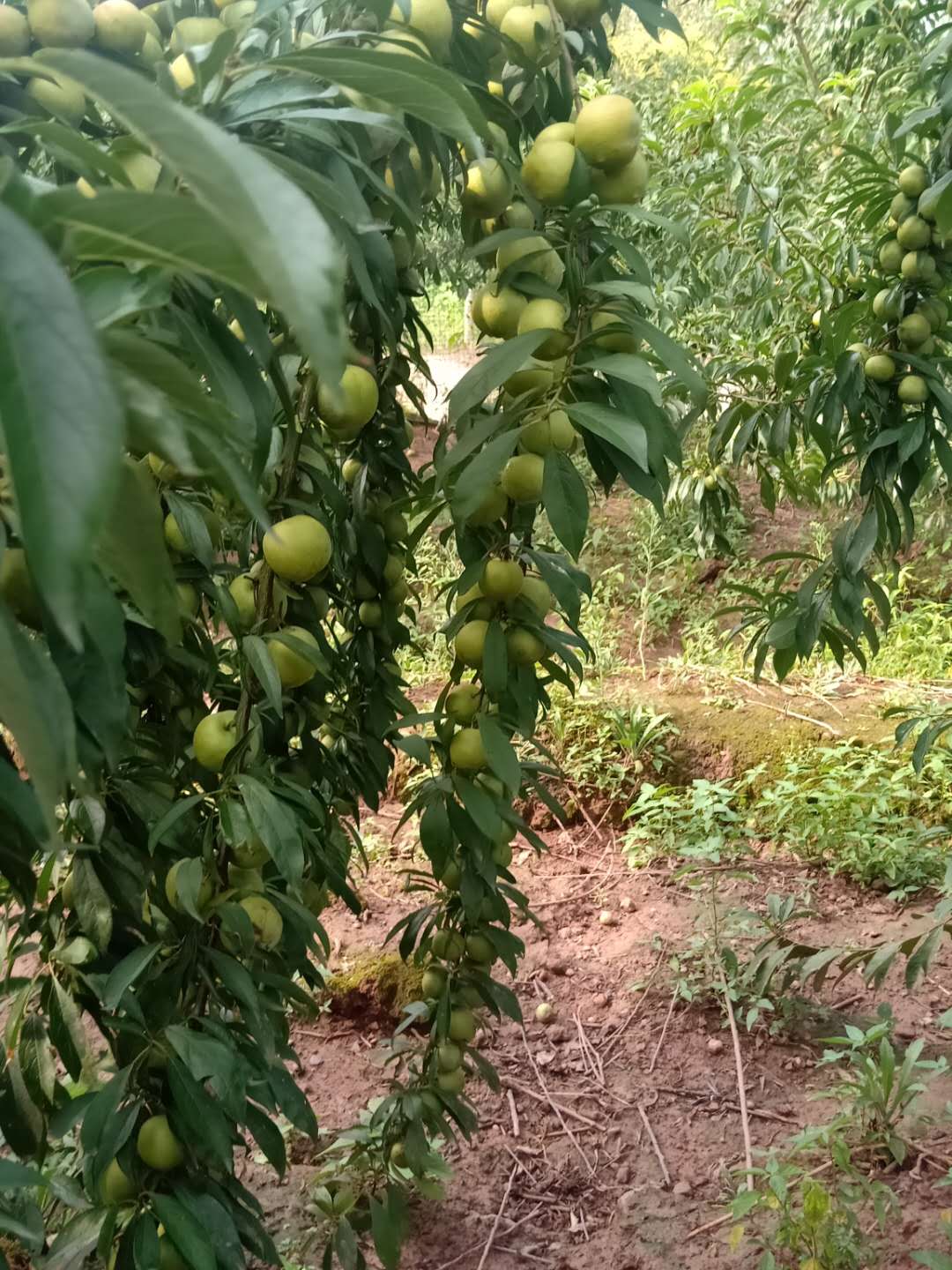 成都特晚熟青脆李苗施基肥重要性，成都特晚熟青脆李苗批量出售