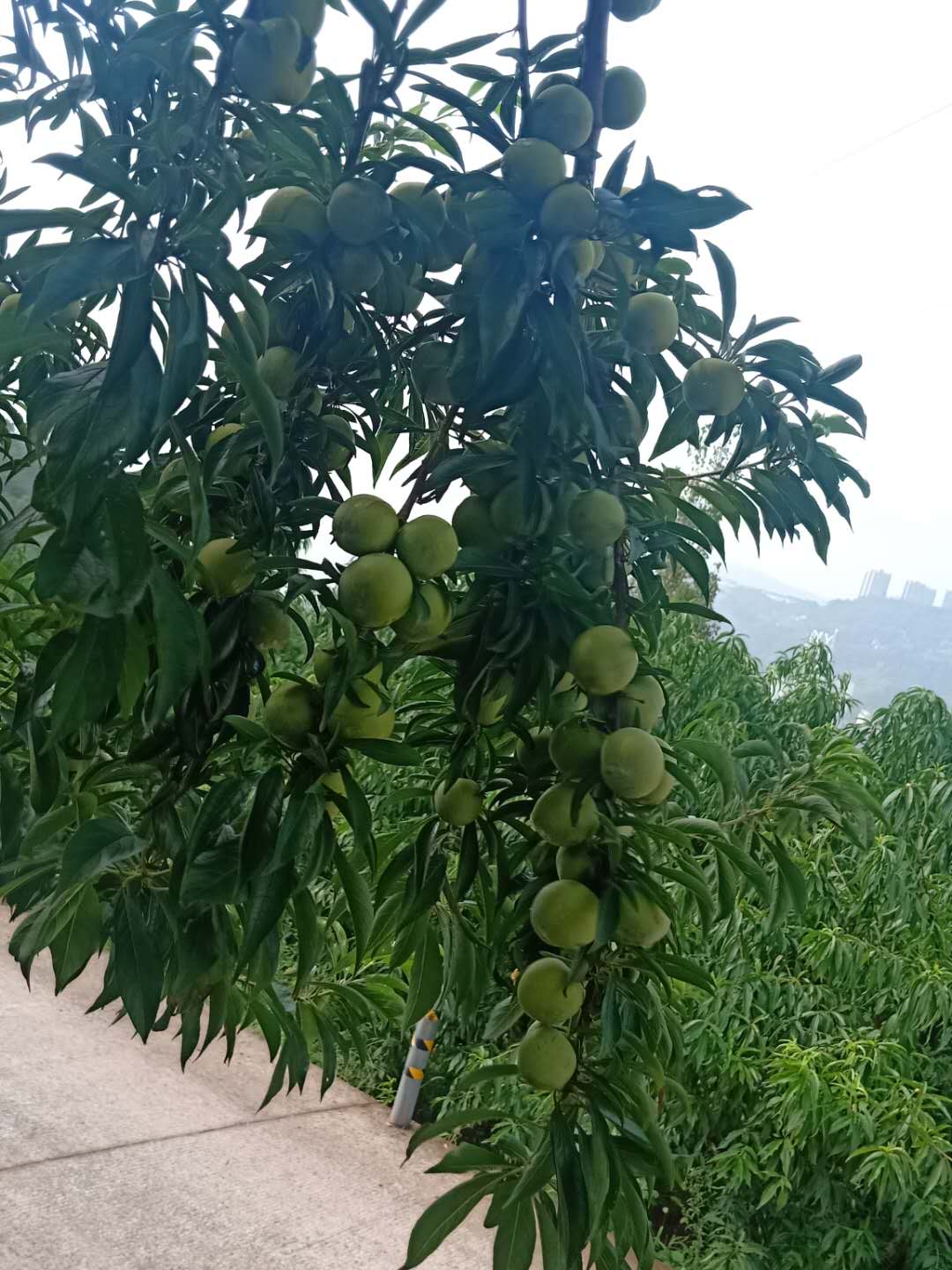 來(lái)賓晚熟青脆李苗修枝技術(shù)，來(lái)賓晚熟青脆李苗口感好