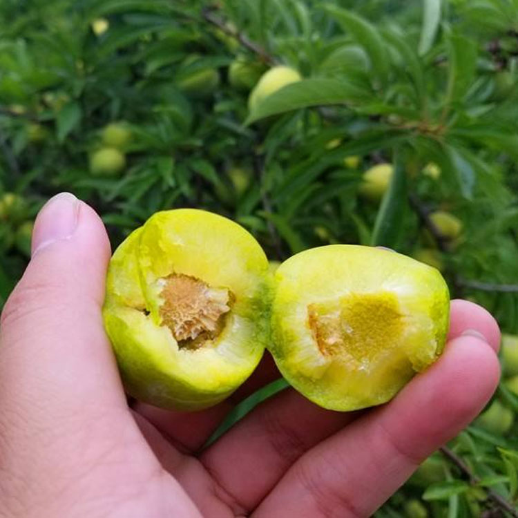 甘孜炉霍县青脆李子树苗种植技术有没有,甘孜炉霍县青脆李子树苗修剪作用