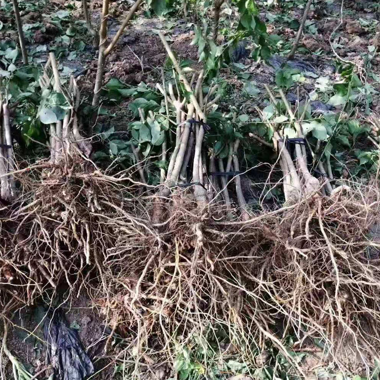 内江市中区青脆李子苗种植技术有没有,内江市中区青脆李子苗修剪作用