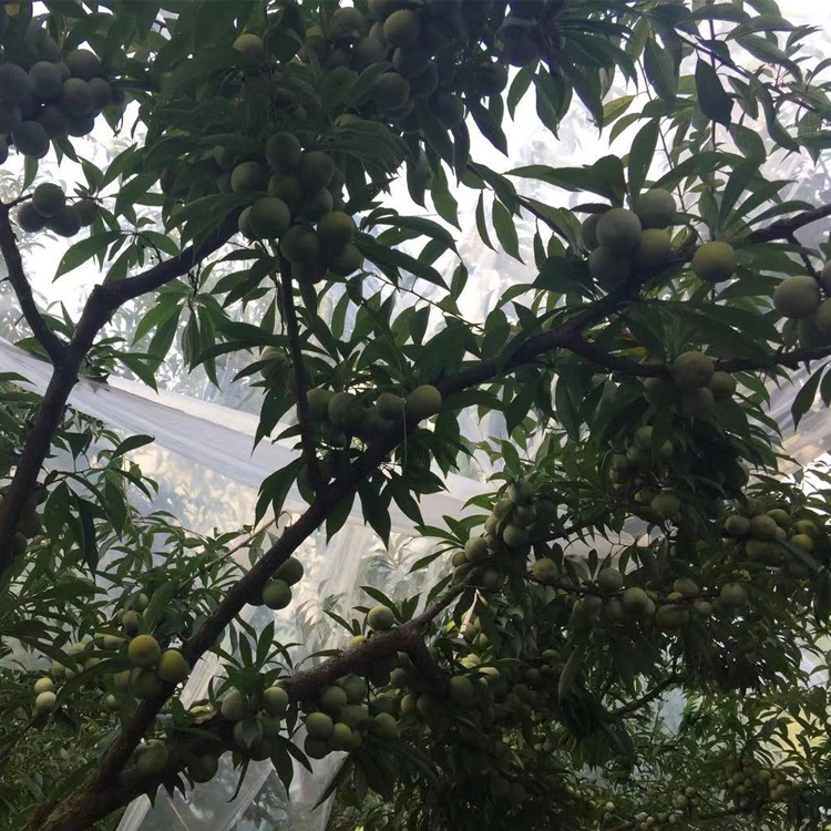 常德石門青脆李苗采后管理技術,常德石門青脆李苗今日報價