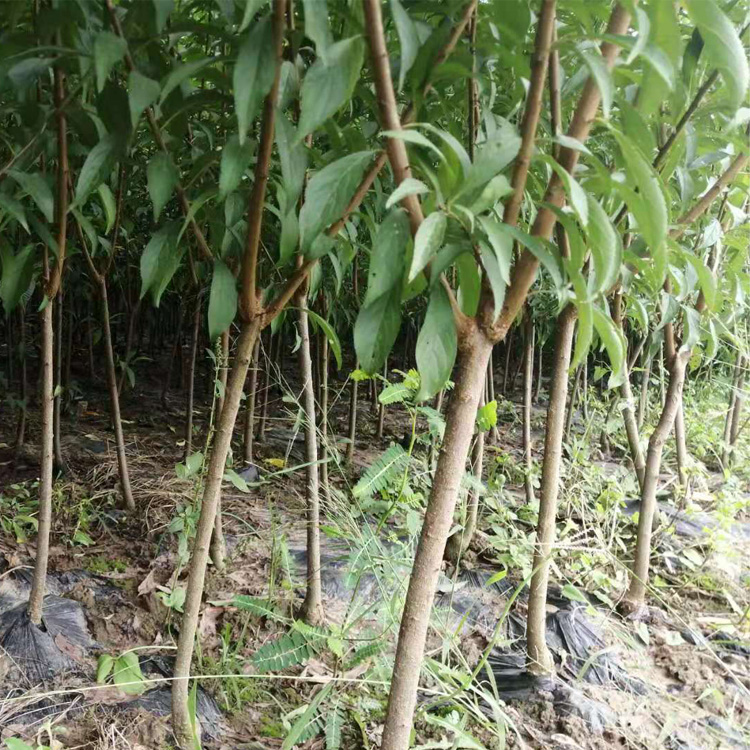 甘孜炉霍县青脆李子树苗种植技术有没有,甘孜炉霍县青脆李子树苗修剪作用