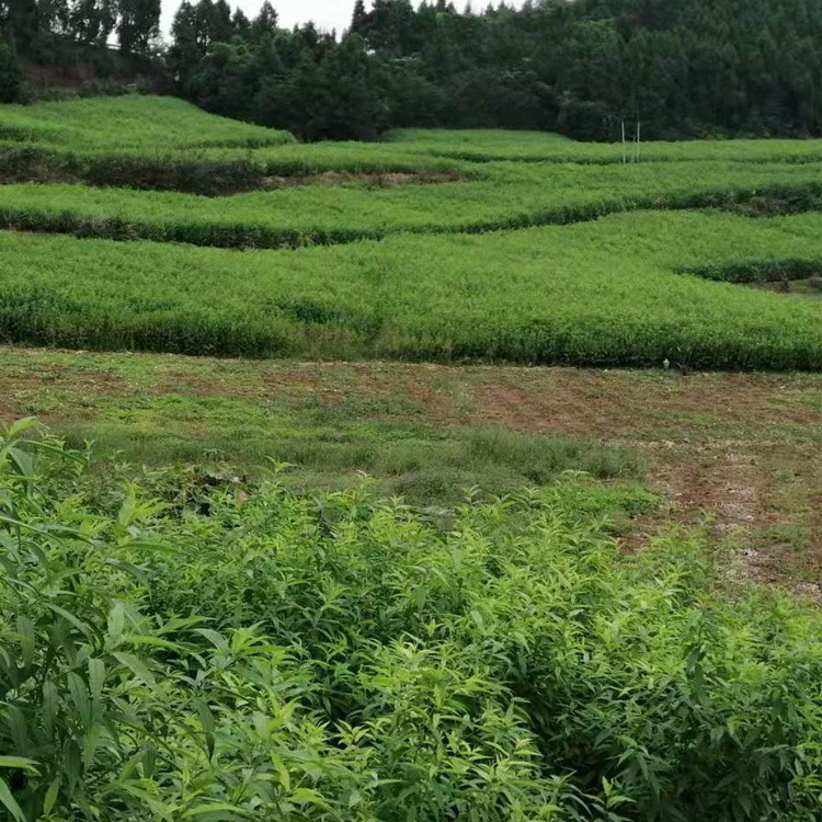 遵义正安青脆李子树苗品种简介,遵义正安青脆李子树苗快速丰产技术