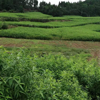 邵陽(yáng)城步青脆李樹苗冬季修剪,邵陽(yáng)城步青脆李樹苗價(jià)格和批發(fā)