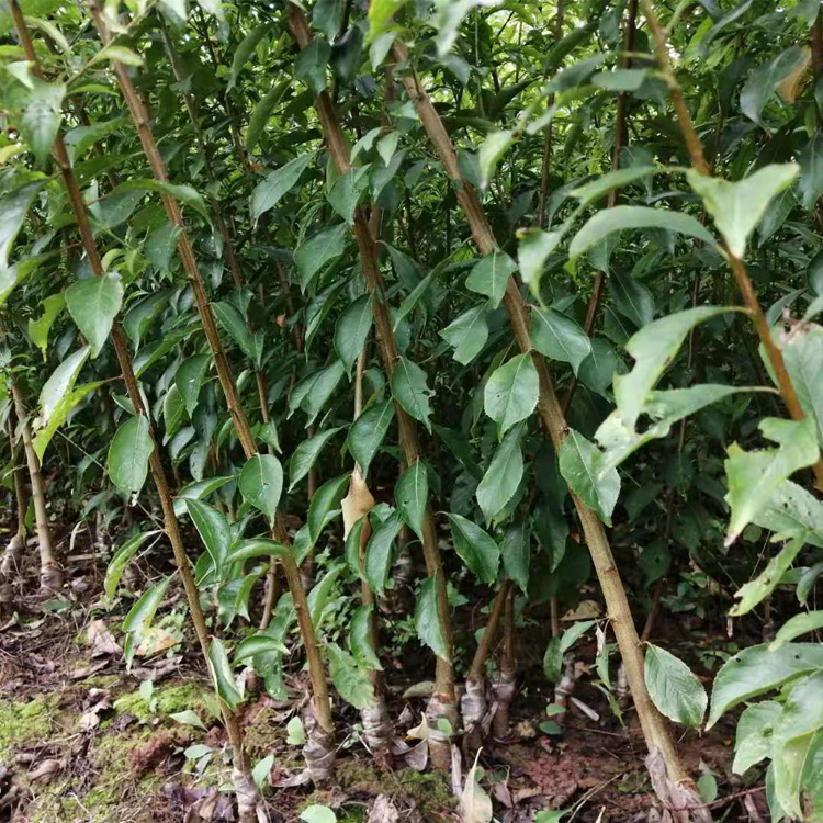 株洲茶陵蜂糖李子苗施萌芽肥 株洲茶陵蜂糖李子苗基地专访