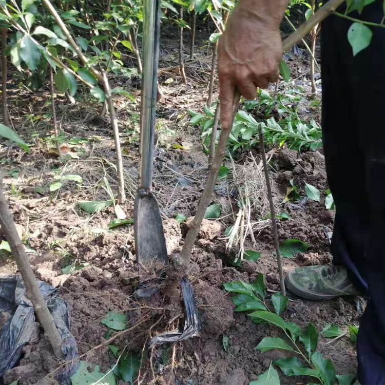 雅安名山区蜂糖李苗当年结果 雅安名山区蜂糖李苗快速丰产技术