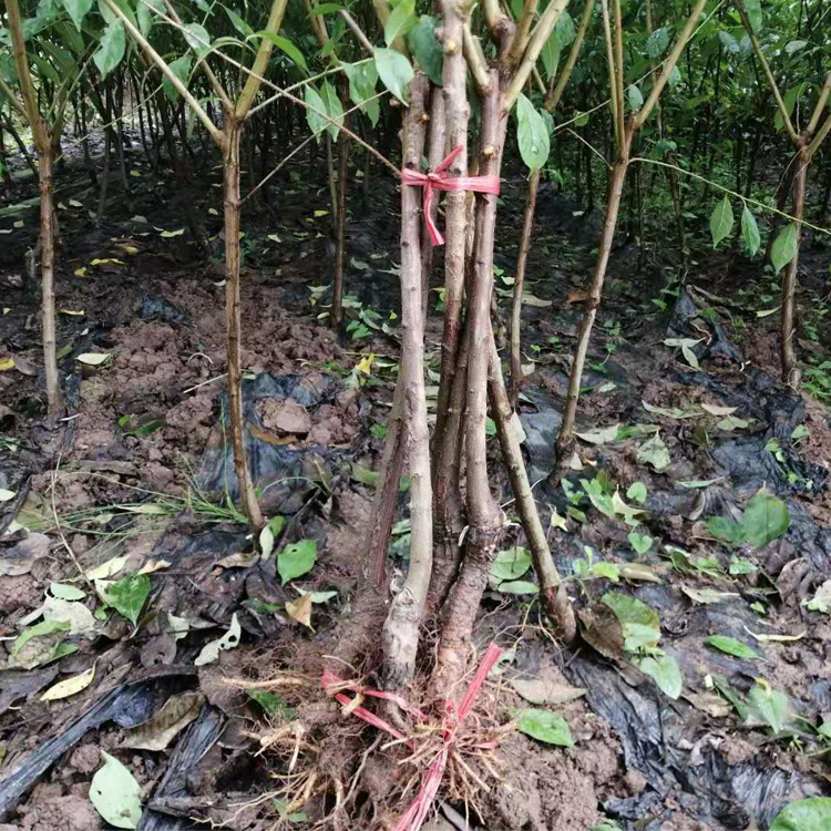 遵义赤水蜂糖李苗夏季管理技术 遵义赤水蜂糖李苗几月成熟