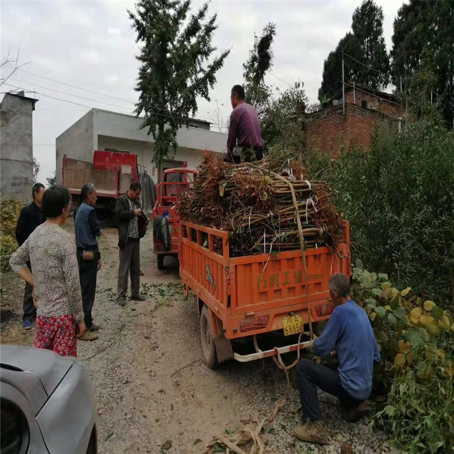 南充蓬安县蜂糖李子树苗品种介绍 南充蓬安县蜂糖李子树苗基地专访