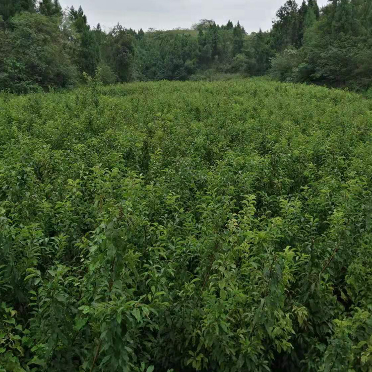 重庆荣昌区蜂糖李树苗当年挂果 重庆荣昌区蜂糖李树苗基地