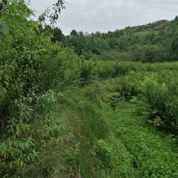 重庆荣昌区蜂糖李树苗当年挂果 重庆荣昌区蜂糖李树苗基地