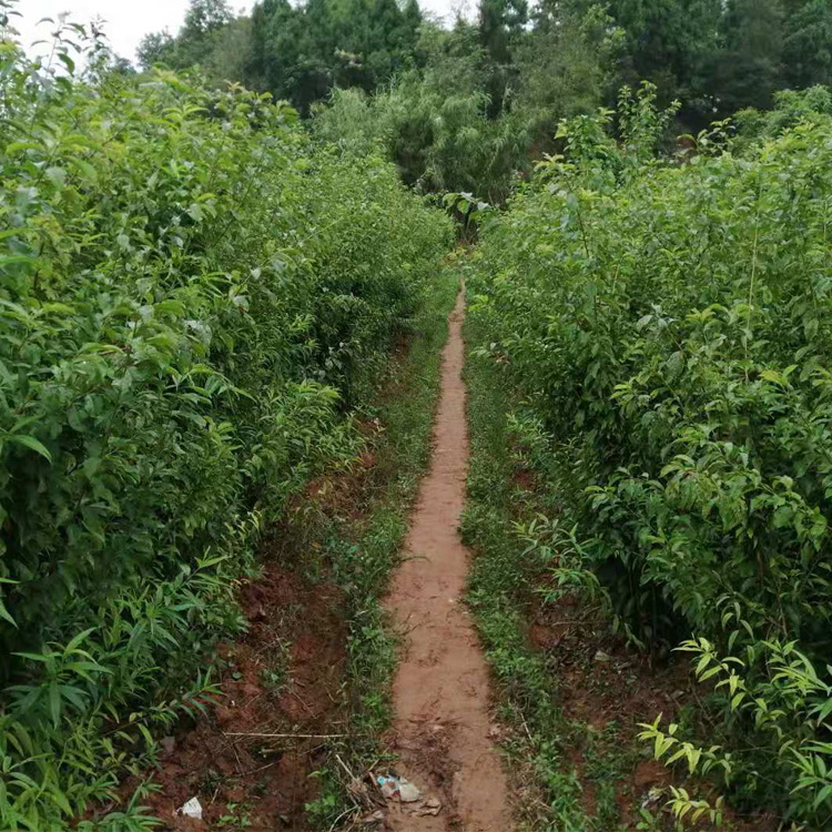 咸宁嘉鱼县蜂糖李树苗繁育基地 咸宁嘉鱼县蜂糖李树苗基地介绍