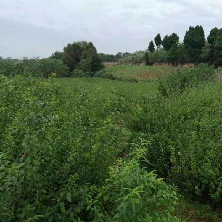 襄阳枣阳市蜂糖李子树苗产量稳定 襄阳枣阳市蜂糖李子树苗如何种植管理