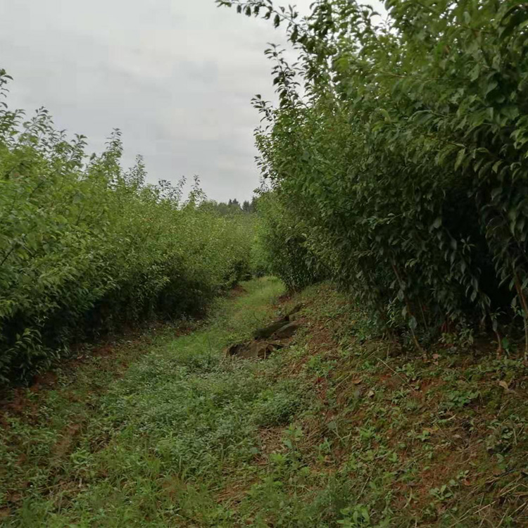 黔南福泉五月脆李苗苗圃基地,黔南福泉五月脆李苗栽种密度