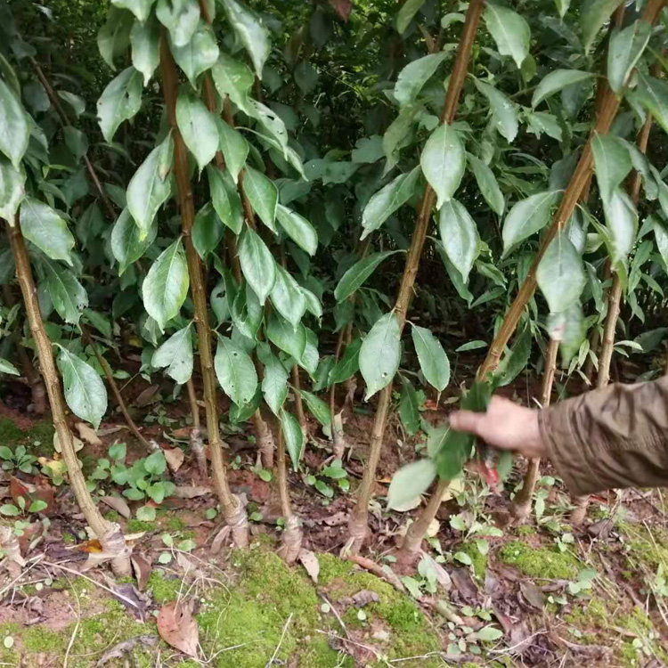 黔南福泉五月脆李苗苗圃基地,黔南福泉五月脆李苗栽种密度