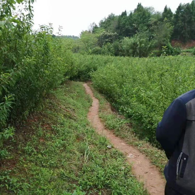 黔南福泉五月脆李苗苗圃基地,黔南福泉五月脆李苗栽种密度