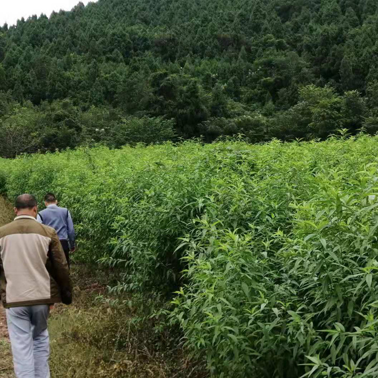 黔东南天柱凤凰李苗苗圃基地,黔东南天柱凤凰李苗栽种密度