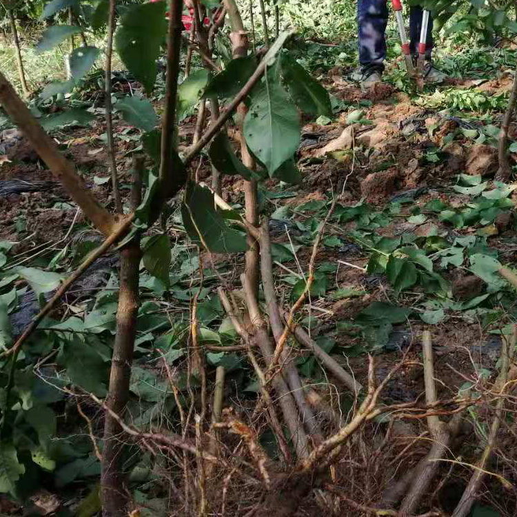 重庆丰都县凤凰李子苗基地现货,重庆丰都县凤凰李子苗基地