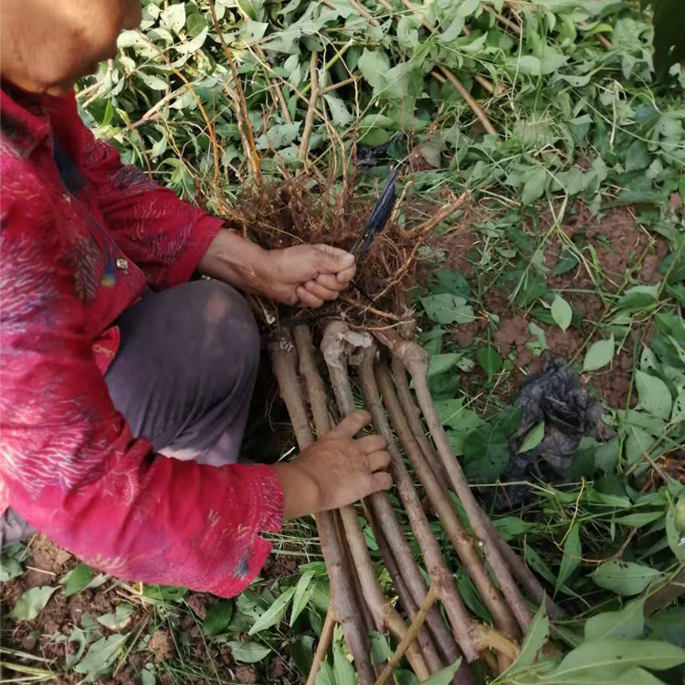 湖北荆门市凤凰李树苗丰产后冬剪,湖北荆门市凤凰李树苗夏季管理技术