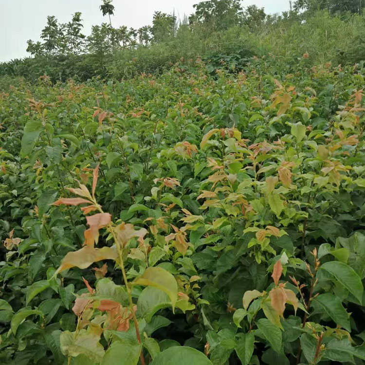 安顺紫云凤凰李子树苗种植技术,安顺紫云凤凰李子树苗修剪方法