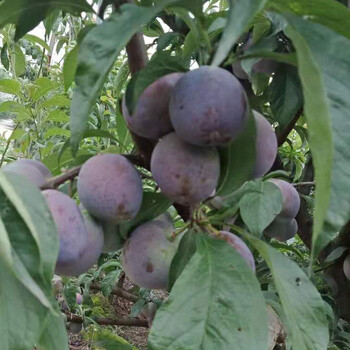 涼山會(huì)東縣五月脆李子樹苗示范基地,涼山會(huì)東縣五月脆李子樹苗2公分粗價(jià)格