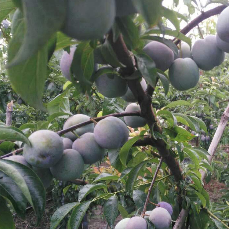 湖北荆门市凤凰李树苗丰产后冬剪,湖北荆门市凤凰李树苗夏季管理技术